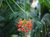 conchas-chinas-012