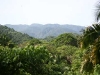 conchas-chinas-016