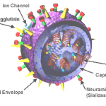 3D_Influenza_virus