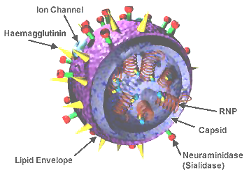 3D_Influenza_virus