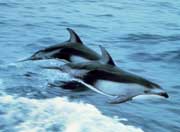 Delphine im Pazifik