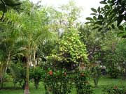 Pflanzenreichtum auf der Rio Cuale Insel