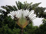 Pflanzenreichtum auf der Cuale Insel