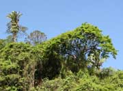 Pflanzenwelt in Puerto Vallarta