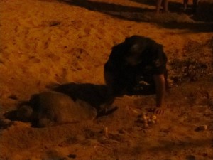 Die erste Schildkröte bei der Eiablage Nächtlicher Besuch der ersten Meeresschildkröte der Saison.